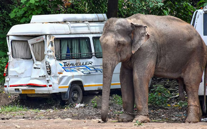Đi hái hạt điều, 2 vợ chồng bị voi dữ giẫm tử vong