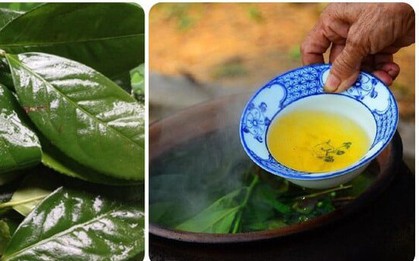 Những người không nên uống nhiều nước chè xanh