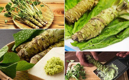 Lọai củ "xấu ma chê quỷ hờn" giá gần 6 triệu đồng/kg, "đỏng đảnh" khó trồng