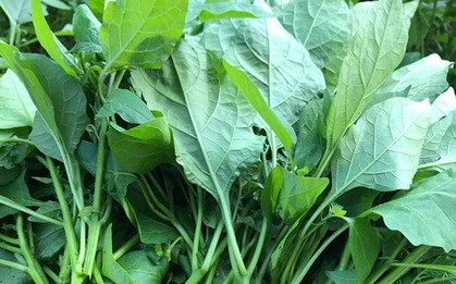 Bí ẩn loại rau mọc hoang nhưng có nhiều dược tính tốt cho sức khoẻ