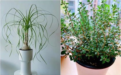 8 loại cây cảnh thanh lọc không khí trong nhà, giúp gia đình bạn khỏe mạnh hơn