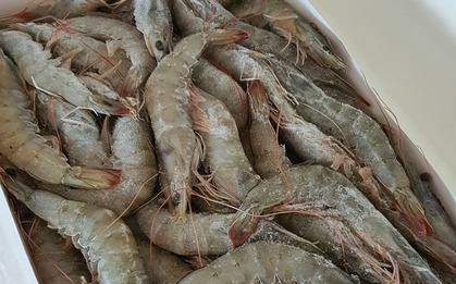 Sau 30 năm cuộc đời, tôi được "khai sáng" cách rã đông tôm mà KHÔNG cần ngâm nước lã