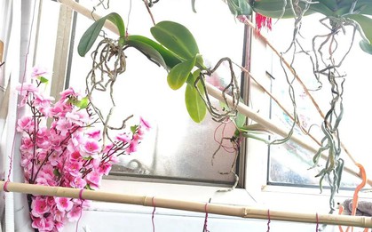 Thứ mọi người vứt đi sau Tết được mẹ tôi nhặt về, biến thành "tác phẩm" đỉnh nóc kịch trần