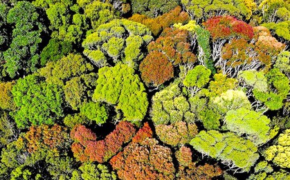 Cánh rừng Măng Đen thay áo, bung nở như 'bắp súp lơ'
