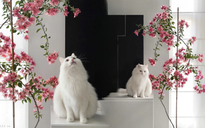 Ngỡ ngàng sự thật: Trồng hoa giấy trong nhà giúp thay đổi vận mệnh, xua đuổi tà ma?