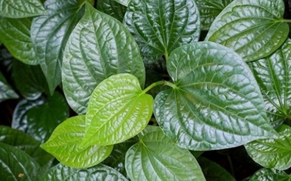 Loại rau thơm phức là vị thuốc "đại bổ", Việt Nam cực nhiều nhưng ít người biết