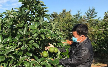 Chuyên trang ẩm thực Anh đánh giá đây là 3 trái cây tốt nhất thế giới: Việt Nam có đủ cả 3