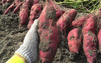 Mỹ đánh giá 1 loại nông sản Việt sạch nhất, gần như không chứa thuốc trừ sâu, bổ đến mức người Nhật tôn là "món ăn trường sinh"