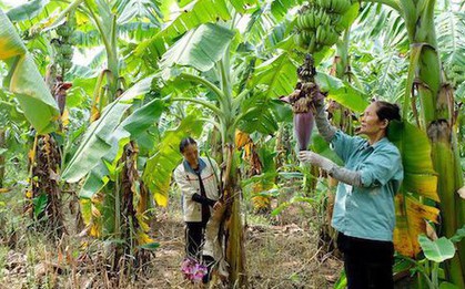 Loại cây giúp người Hà Nội kiếm tiền tỷ, Trung, Nhật liên tục chốt đơn: Từ thân đến lá đều dùng được hết
