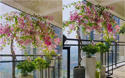 Chồng tôi đã dành 9 năm để trồng một cây hoa giấy, cư dân mạng khi nhìn thấy đã phải thốt lên: Cây đẹp như "thần tiên tỷ tỷ"