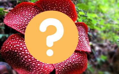 "Loài hoa xấu nhất thế giới" có hình dáng như thế nào?