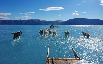 Bức ảnh chó husky đi trên băng đẹp đến kinh ngạc, nhưng đằng sau là một sự thật không ai muốn đối mặt!