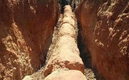Người đàn ông đào trúng cây gỗ chết khô dài 30m: Hiện trường bị phong tỏa ngay lập tức, chuyên gia định giá là “kho báu trời cho” 660 tỷ đồng