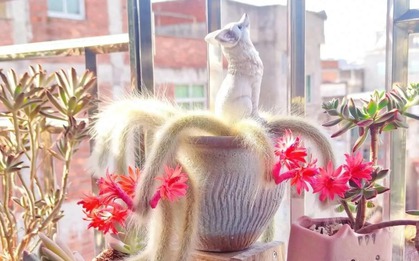 Chàng trai nuôi "Cáo 9 đuôi" trong nhà gây sốt toàn cõi mạng, ai nhìn cũng như bị bỏ bùa