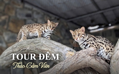 Thảo Cầm Viên chính thức tung tour đêm, 1 trải nghiệm "độc nhất vô nhị" chưa từng có nhưng giá vé thế nào?