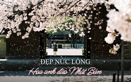 20 bức ảnh hoa anh đào tuyệt đẹp từ nhiếp ảnh gia Việt, một khi đã xem là “luỵ” không thoát ra được