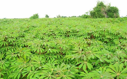 Nông sản từng xuất khẩu hơn 1 tỷ USD của Việt Nam rớt giá thấp nhất 10 năm, chưa đến 2.000 đồng/kg
