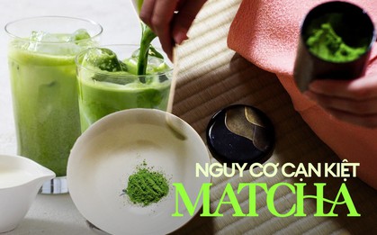 Hàng triệu tín đồ matcha sốc khi biết lý do "bột trà xanh" dần cạn kiệt, có 1 nguyên nhân nhiều người không ngờ tới