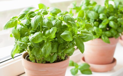 "Vua của các loại rau thơm" ăn vào bổ cho tim mạch, phân hủy sỏi thận