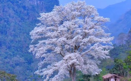 Kỳ lạ "cây cô đơn" nở hoa trắng muốt như phủ băng tuyết