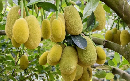 Loại quả thơm phức được ví như "kho chứa sắt" lại bổ tim, chợ Việt có cực nhiều
