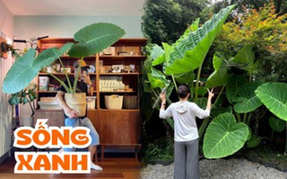 Phong thủy và tài lộc: Có nên trồng cây khoai môn tai voi trong nhà không?