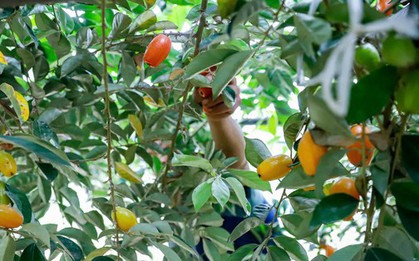 Thủ phủ nhót lớn nhất Hà Nội tất bật vào vụ
