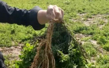 Loại cây dại xưa là thức ăn chăn nuôi, nay quý như "nhân sâm của người nghèo"