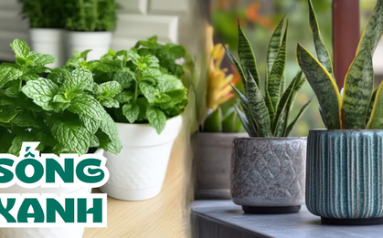Theo đuổi lối sống xanh, không thể không biết 8 loại cây phong thủy gắn với may mắn, tài lộc này