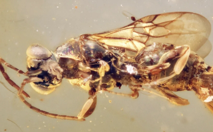 Sinh vật kỳ bí tồn tại trong hổ phách đến 99 triệu năm