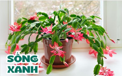 Cây "sinh khí vượng phát" giá bình dân khiến giới nhà giàu săn đón: Bí quyết hút tài lộc ít ai ngờ!