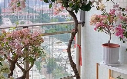 Chậu cây 3 triệu của người phụ nữ trung niên: Lúc đầu bị hàng xóm chê cười, kết cục ai cũng phải xin lỗi
