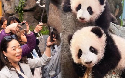 Hàng dài du khách xếp hàng, hào hứng được ghé thăm cặp gấu trúc song sinh siêu đáng yêu ở Hồng Kông (Trung Quốc)