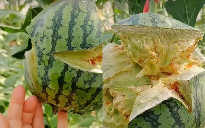 Ra ruộng bỗng phát hiện quả dưa hấu đã "nổ tung", ruột màu xanh kì quặc, anh nông dân bất ngờ khi biết lý do