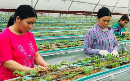 Báo Úc đánh giá đây là loại rau tốt nhất mọi thời đại: Người Việt trồng nhiều nơi, lãi trăm triệu/ha