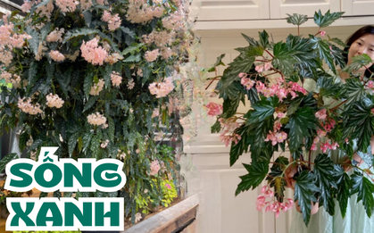 Loại cây có tên giống 1 loại cá, những người hay gặp may thường trồng trong nhà