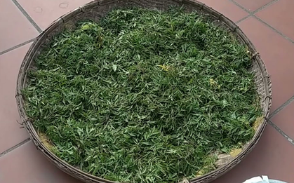 Lá của cây này được ví như "nhân sâm của người nghèo", ở quê có đầy đừng bỏ phí