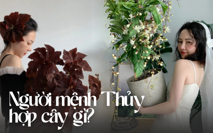 Ở nhà chung cư hay biệt thự, chỉ cần là mệnh Thủy thì 3 loại cây này đều nên có