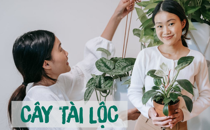 5 loại cây phong thủy giúp phụ nữ "mở lối tài lộc" khi làm kinh doanh tại gia
