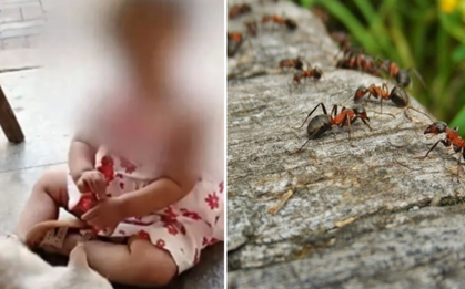 Bé gái 2 tuổi tử vong sau khi bị kiến cắn