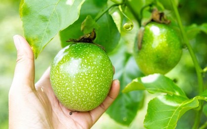 Nếu được vào Mỹ sau đàm phán, loại quả Việt Nam đang trồng nhiều top đầu TG có thể mang về 100 triệu USD