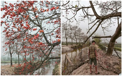 Sau "phốt" thu tiền chụp ảnh, cây gạo đang nở đẹp ở Hà Nam bị chặt: Danh tính người gây chuyện