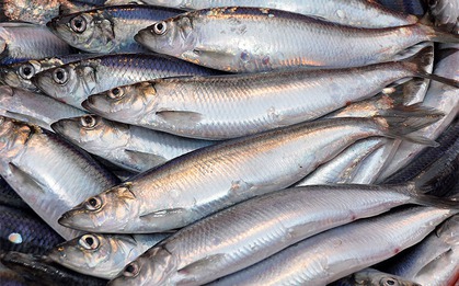Loại cá giàu omega 3 ngang cá hồi nhưng giá rẻ hơn: Việt Nam khai thác nhiều, người Nhật cực chuộng