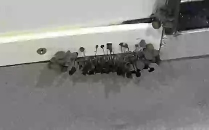 Vào phòng tắm, nam sinh viên hốt hoảng phát hiện vật đen tua tủa, chuyên gia chỉ ra điểm đáng lo ngại