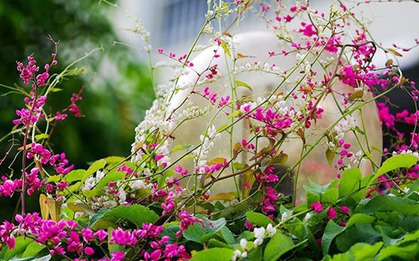 Loài hoa này nở quanh năm chẳng thua hoa giấy, đẹp như cảnh phim Hàn, giâm cành 10 ngày là "nức nở" cả ban công
