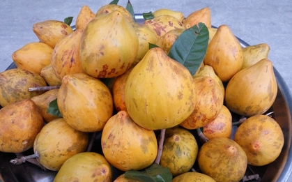 Việt Nam có 1 loại quả ngọt đang dần bị "lãng quên" nhưng giúp “bơm máu”, làm trắng da tự nhiên rất tốt: Dùng đúng còn phòng chống nhiều bệnh tật