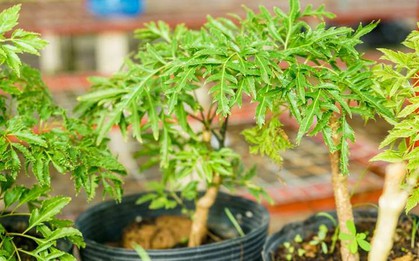 Loại cây được đại danh y ví như "sâm của người nghèo", lọc bụi mịn cực tốt: Người Việt trồng từ lâu