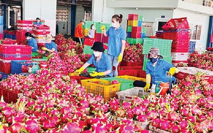 Thanh long bất ngờ soán ngôi 'vua' trái cây Việt Nam