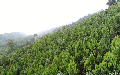 Loại cây ví như 'vàng xanh', Việt Nam đang thống lĩnh thị trường thế giới: Vừa giữ rừng, vừa thu triệu đô