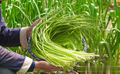 6 loại rau "không thuốc trừ sâu" tốt như nhân sâm, chợ Việt bán rất nhiều và rẻ